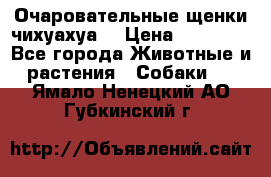 Очаровательные щенки чихуахуа  › Цена ­ 25 000 - Все города Животные и растения » Собаки   . Ямало-Ненецкий АО,Губкинский г.